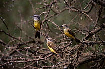 Tropical kingbirds {Tyrannus melancholicus} Argentina