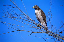 Roadside hawk {Buteo magnirostris} La Pampa, Argentina