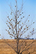 Flock of Grassland yellow finches in tree {Sicalis luteola} Argentina