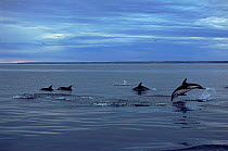 Dusky dolphins {Lagenorhynchus obscurus} Golfo Nuevo, Argentina