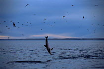 Dusky dolphin leaping {Lagenorhynchus obscurus} Golfo Nuevo, Argentina
