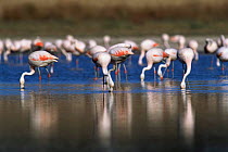 Chilean flamingos feeding {Phoenicopterus chilensis} La Pampa, Argentina