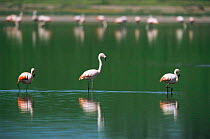 Chilean flamingos {Phoenicopterus chilensis} La Pampa, Argentina
