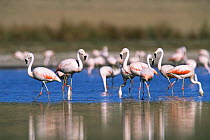 Chilean flamingos {Phoenicopterus chilensis} La Pampa, Argentina