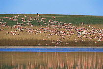 Chilean flamingos flying {Phoenicopterus chilensis} La Pampa, Argentina