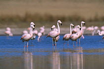 Chilean flamingos wading {Phoenicopterus chilensis} La Pampa, Argentina