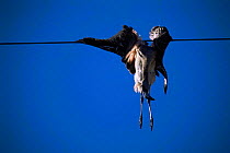 Chilean flamingo killed by colliding with power line {Phoenicopterus chilensis} La Pampa, Argentina