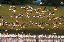 Flock of Chilean flamingos {Phoenicopterus chilensis} taking off from lake at start of migration, Argentina