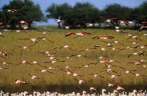 Flock of Chilean flamingos {Phoenicopterus chilensis} flying low over lake at start of migration, Argentina