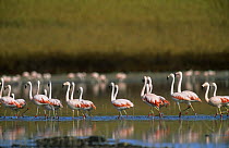 Flock of Chilean flamingos {Phoenicopterus chilensis} on lake, La Pampa, Argentina