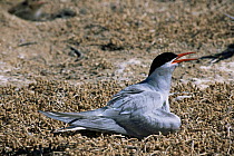 South american tern calling on nest {Sterna hirundinacea} Valdez peninsula, Argentina