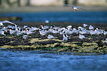 South american tern colony {Sterna hirundinacea} Valdez peninsula, Argentina