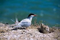 South american tern and chick {Sterna hirundinacea} Valdez peninsula, Argentina