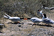 South american terns fighting {Sterna hirundinacea} Valdez peninsula, Argentina