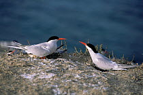 South american terns {Sterna hirundinacea} at nest colony, Valdez peninsula, Argentina