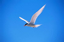 South american tern flying {Sterna hirundinacea} Valdez peninsula, Argentina