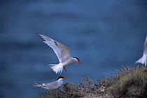 South american tern landing at nest {Sterna hirundinacea} Argentina, Valdez peninsula