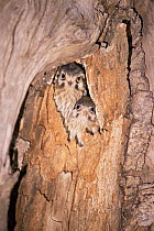American kestrel chicks looking out of nest hole {Falco sparverius} Argentina
