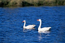 Coscoroba swan pair {Coscoroba coscoroba} Patagonia, Argentina