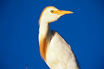 Cattle Egret {Bubulcus ibis} Argentina