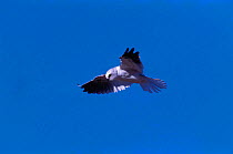 White tailed kite hovering {Elanus leucurus} Argentina