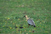 Buff necked ibis {Theristicus caudatus} Lanin NP, Argentina