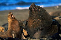 South American / Patagonian sealion pair {Otaria flavescens} Valdez peninsula, Argentina