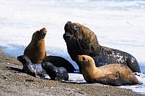South American / Patagonian sealion male, females and pups {Otaria flavescens} Argentina, Valdez