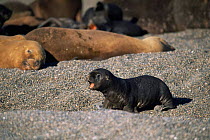 South American / Patagonian sealion pup calling {Otaria flavescens} Valdez peninsula, Argentina