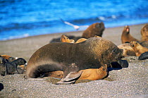 South American / Patagonian sealion pair mating {Otaria flavescens} Valdez peninsula, Argentina. Note large difference in size between male and female