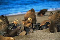 South American / Patagonian sealion male, females and pups {Otaria flavescens} colony on beach, Argentina, Valdez