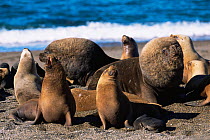 RF- South american / Patagonian sealion male, females and pups (Otaria flavescens) colony on beach. Argentina, Valdez. (This image may be licensed either as rights managed or royalty free.)