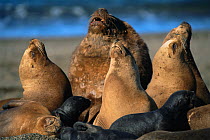 RF- South american / Patagonian sealion male, females and pups (Otaria flavescens), colony on beach. Valdez, Argentina, (This image may be licensed either as rights managed or royalty free.)