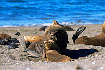 South American / Patagonian sealion bull with females {Otaria flavescens} in colony on beach, Valdez peninsula, Argentina