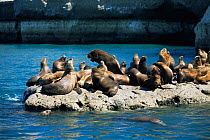 South American / Patagonian sealion colony {Otaria flavescens} Valdez peninsula, Argentina