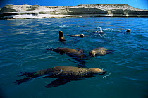 South American / Patagonian sealions swimming {Otaria flavescens} at surface, Valdez peninsula, Argentina