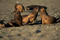South American / Patagonian sealion pups playing {Otaria flavescens} Valdez peninsula, Argentina