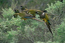 Burrowing parrots / Patagonian conures feeding {Cyanoliseus patagonus} Argentina