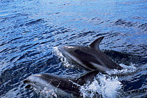 RF- Dusky dolphins (Lagenorhynchus obscurus). Valdez peninsula, Argentina. (This image may be licensed either as rights managed or royalty free.)