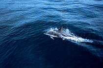 Dusky dolphin {Lagenorhynchus obscurus} Valdez peninsula, Argentina