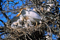 Cattle egret with chicks at nest {Bubulcus ibis} La Pampa, Argentina