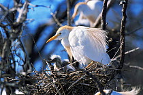 Cattle egret with chick at nest {Bubulcus ibis} La Pampa, Argentina