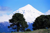 Snow-capped Lanin volcano, Lanin National Park, Argentina, with Monkey puzzle trees (Araucaria araucana) in foreground
