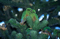 Austral parakeets {Enicognathus ferrugineus} Lanin National Park, Argentina