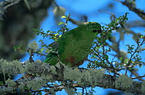 Austral parakeet {Enicognathus ferrugineus} Lanin NP, Argentina