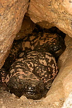 Gila monsters at entrance to burrow {Heloderma suspectum} Arizona, USA.