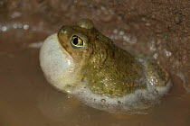 Couch's spadefoot toad male calling {Scaphiopus couchii} Arizona, USA.