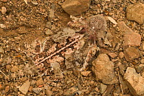 Regal horned lizard {Phrynosoma solare} buried to keep cool, Sonoran desert, Arizona, USA.