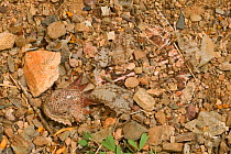 Regal horned lizard {Phrynosoma solare} buried to keep cool, Sonoran desert, Arizona, USA.