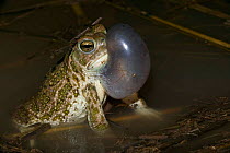 Great plains toad, male calling {Bufo cognatus} Arizona, USA.